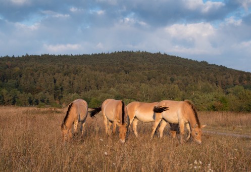 Two Helsinki Zoo horses have joined the herd of Aschaffenburg, Germany
