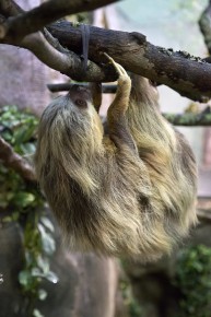 Hoffmann’s two-toed sloth hanging around