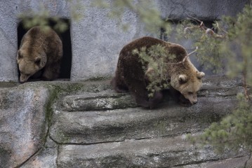 Bears are awake!