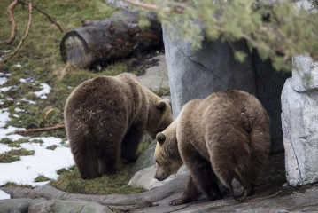 Bears are awake!