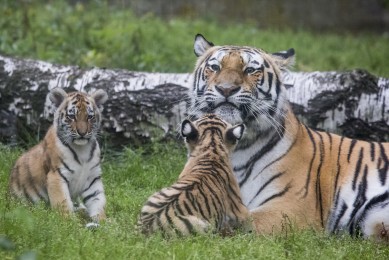 Proud Amur Tiger Mother and Cubs
