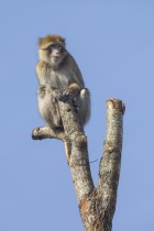 Barbary macaques checking the views