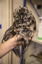 Almost clean tawny owl in Korkeasaari Zoo's Wildlife Hospital