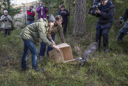 The release of the tawny owl