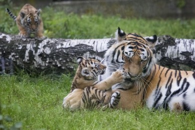 Amur Tiger Mother Got Hit By Little Paw
