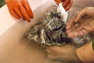 Bathing tawny owl in Korkeasaari Zoo's Wildlife Hospital