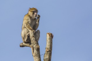 Barbary macaques checking the views