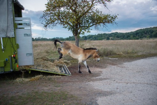 One of the two Helsinki Zoo Przewalski horses jumps out in Aschaffenburg, Germany