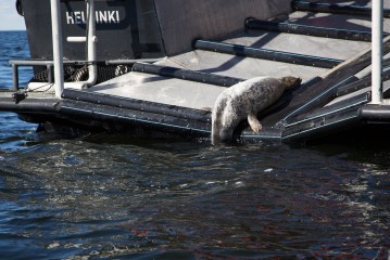 Seal pup from Lauttasaari