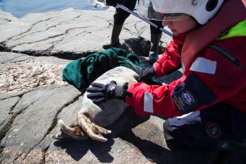 Rescue of an injured grey seal pup